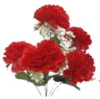 Carnation